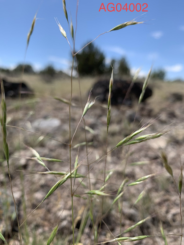 Ventenata dubia (Leers) Coss. & Durieu