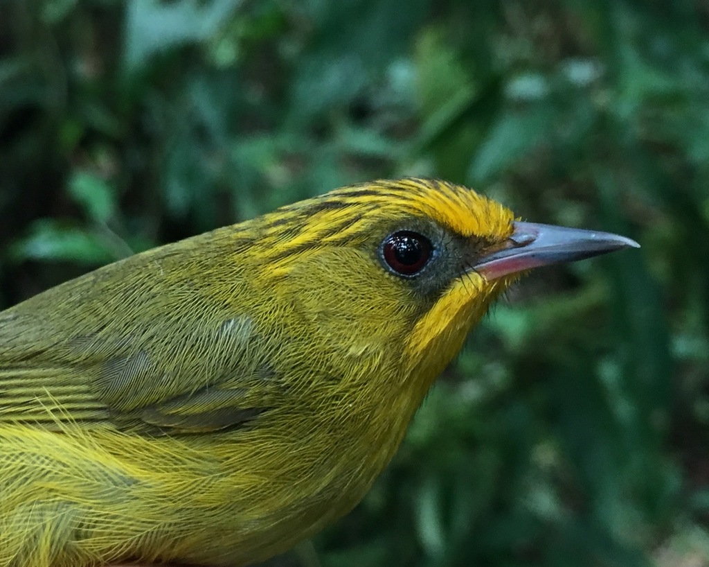 Golden Babbler