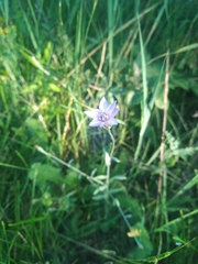 Xeranthemum cylindraceum