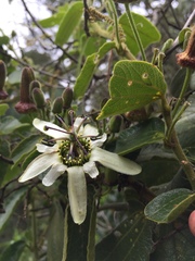 Passiflora bogotensis