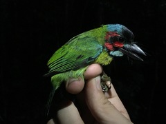 Psilopogon duvaucelii