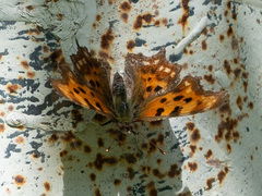 Polygonia c-album