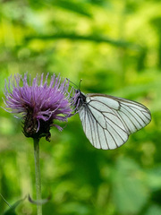 Aporia crataegi
