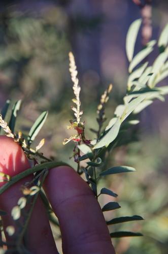 Image of Indigofera sphaerocarpa by (c) Eric Knight, some rights reserved (CC BY)