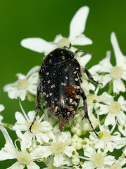 Oxythyrea funesta