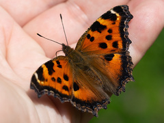 Nymphalis xanthomelas