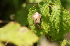 Coreus marginatus