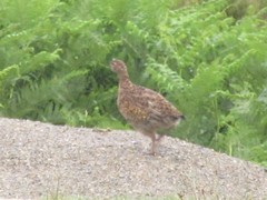 Lagopus lagopus scotica