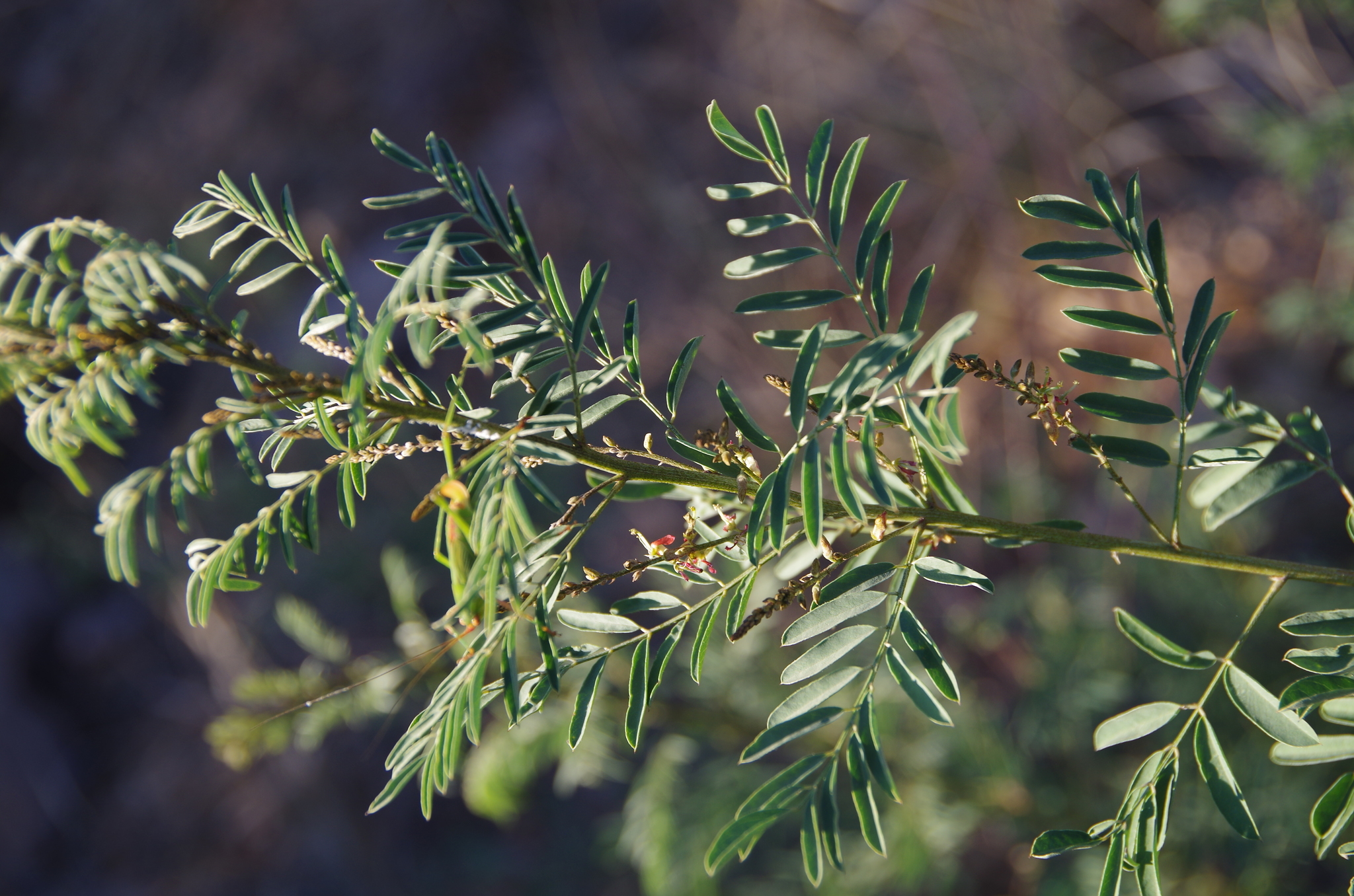 Indigofera sphaerocarpa