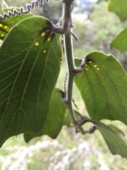 Passiflora bogotensis