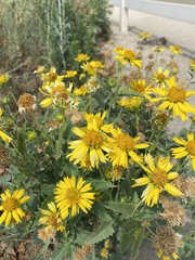 Verbesina encelioides