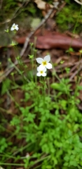 Houstonia caerulea