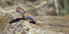 Sceloporus slevini