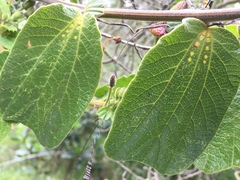 Passiflora bogotensis