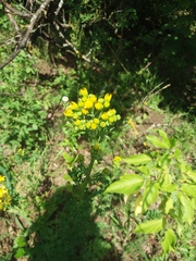 Tephroseris palustris