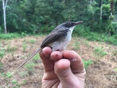 Prinia superciliaris