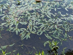Persicaria amphibia