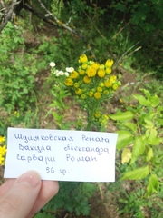 Tephroseris palustris