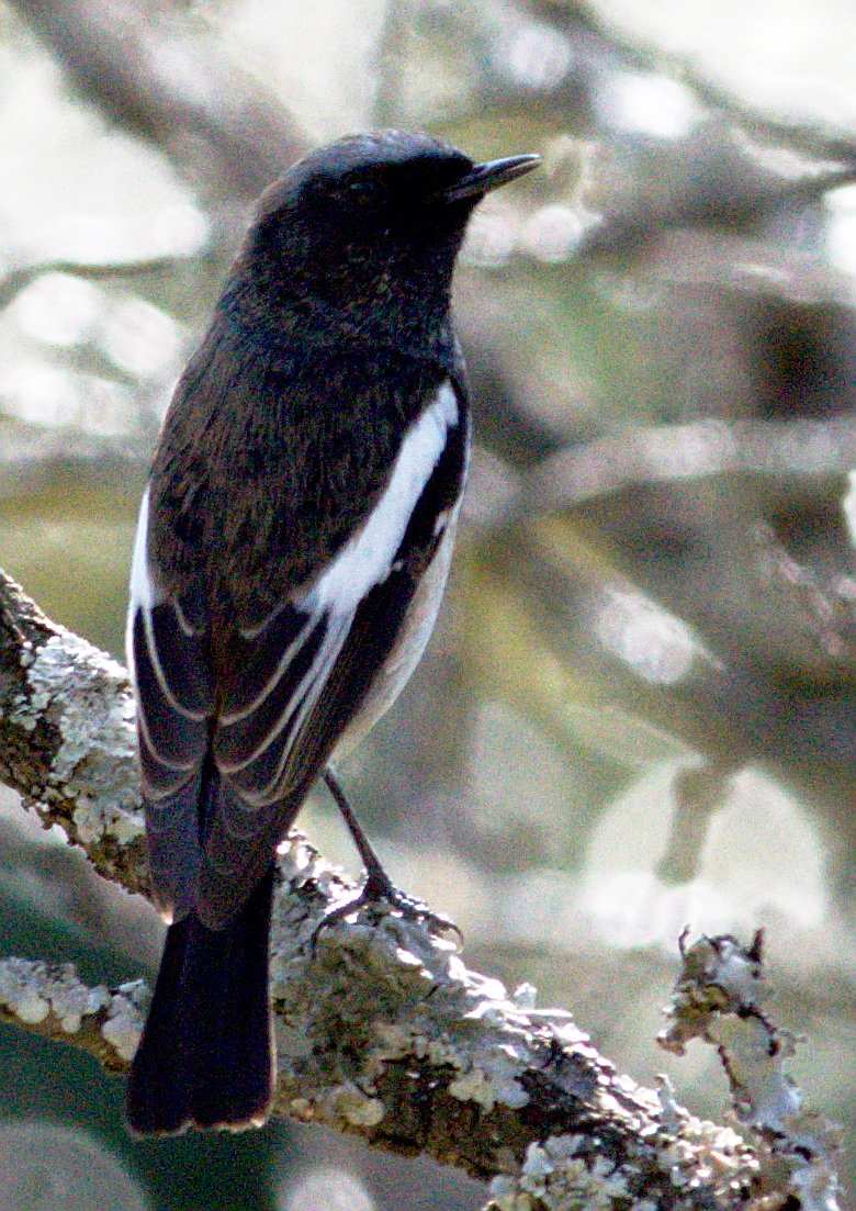 Blue-capped Redstart