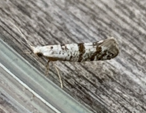 Arborvitae Leafminer photo 5