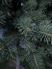 Pinaceae