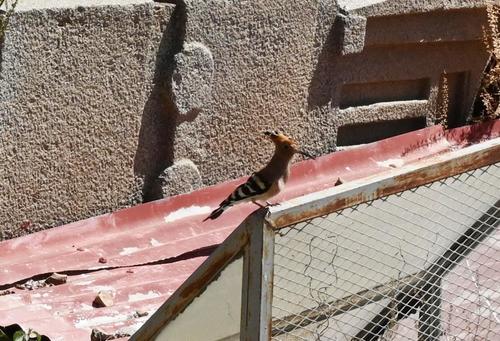 Common Hoopoe