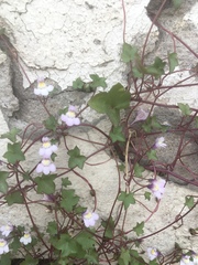Cymbalaria muralis