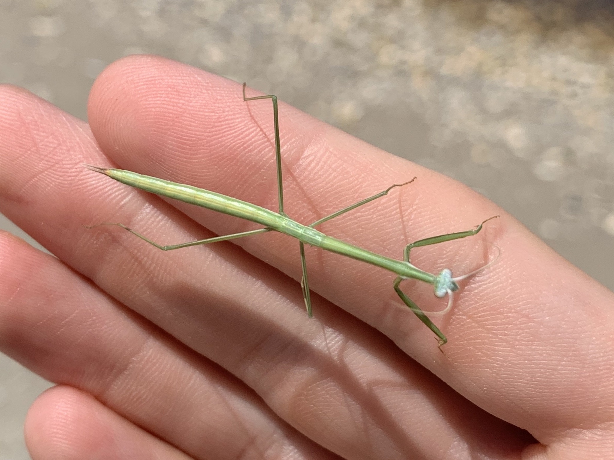 ロシア産 世界の昆虫 雌 極美 マレーシアのカマキリ 美麗オサムシ | お