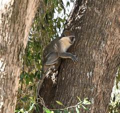 Chlorocebus aethiops