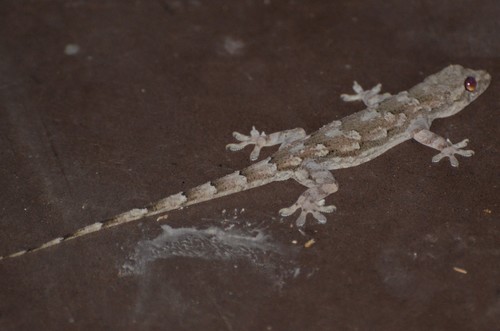 Flathead Leaf-toed Gecko