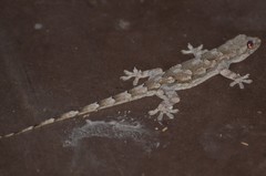 Baobab Gecko photo 2