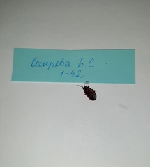 Pyrrhocoris apterus