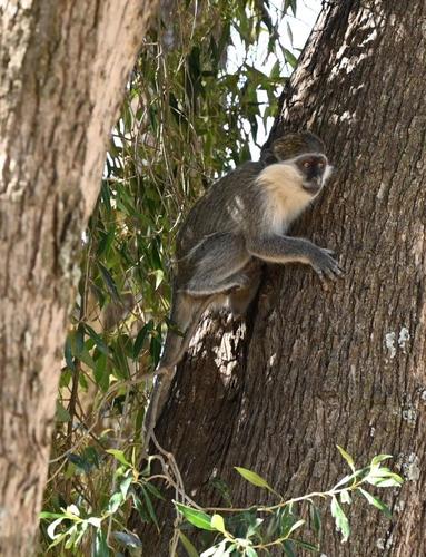 Grivet Monkey