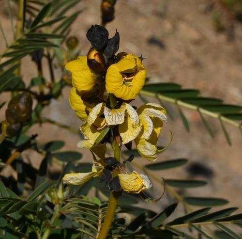 Peanut-Butter Cassia