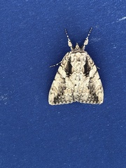Catocala amatrix