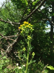 Tephroseris palustris