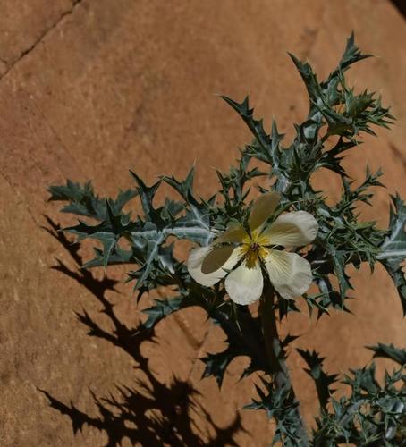 Mexican Poppy