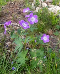 Geranium