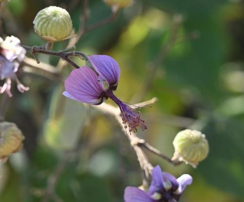 Abutilon longicuspe