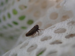Agalliina