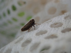 Agalliina