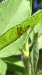 Strauzia longipennis