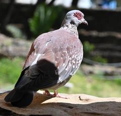 Columba guinea
