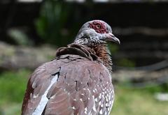 Columba guinea