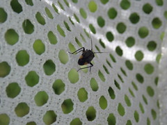 Polymerus venaticus