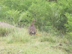 Lagopus lagopus scotica
