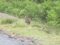 Lagopus lagopus scotica