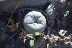 Lophophora diffusa