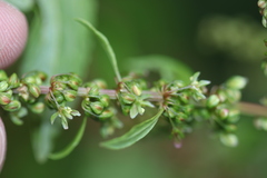 Rumex obtusifolius obtusifolius