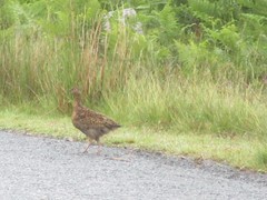 Lagopus lagopus scotica